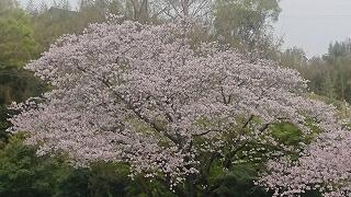 今日の桜