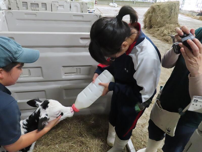 子牛にミルクをあげている様子