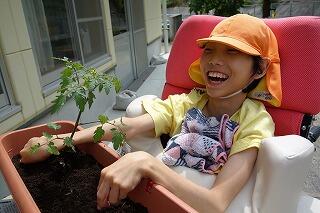 トマトの苗を植えました