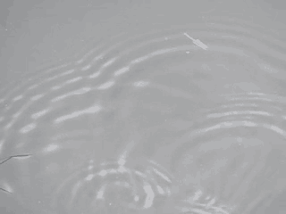 アメンボの歩行 アメンボの歩行