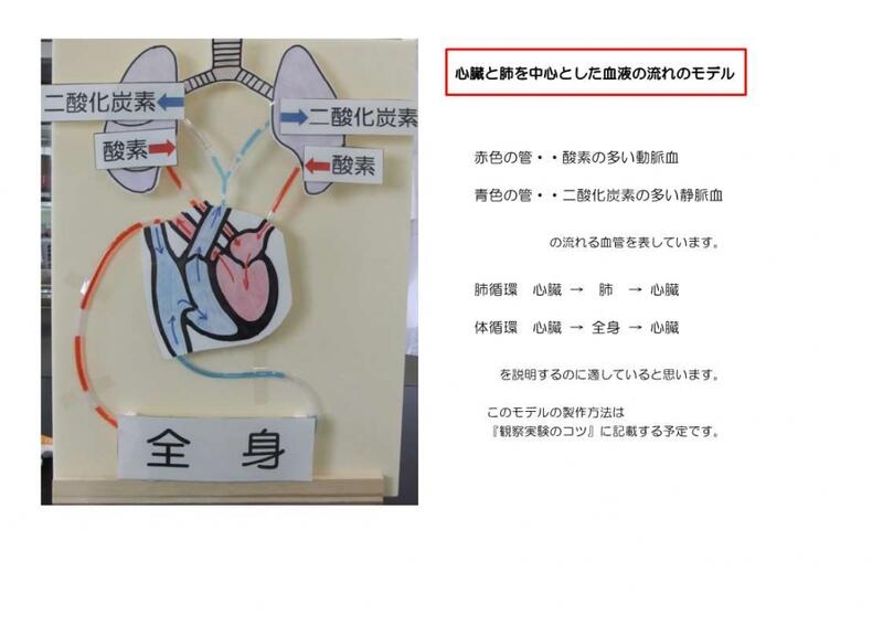 心臓と肺を中心とした血液の流れのモデル