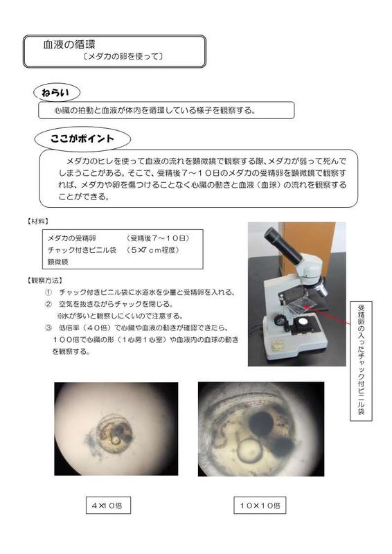 血液の循環をメダカの受精卵を使って観察する