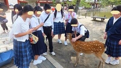 鹿を間近にかわいがる生徒たち。