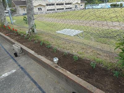 サルビアを植えました。